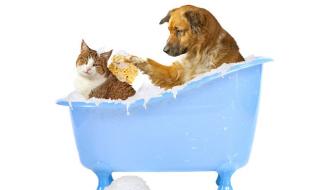 一岁狗狗到新的环境多久可以洗澡